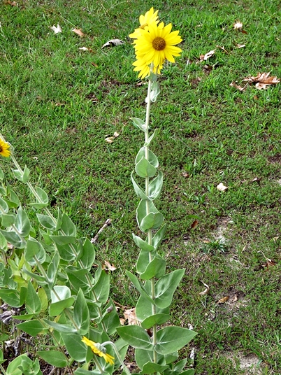 {Helianthus mollis}